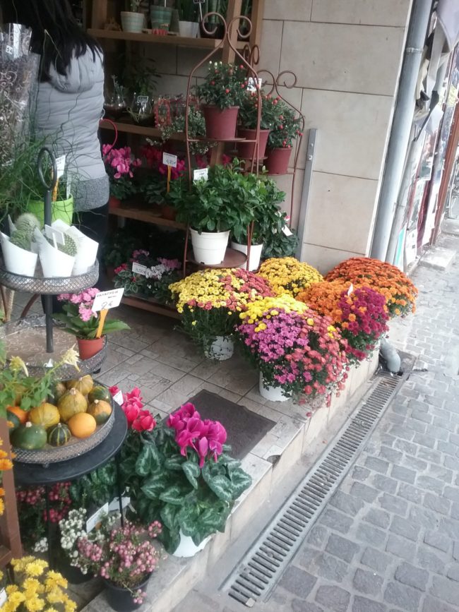 blooming plants in flower shop in Lido Italy