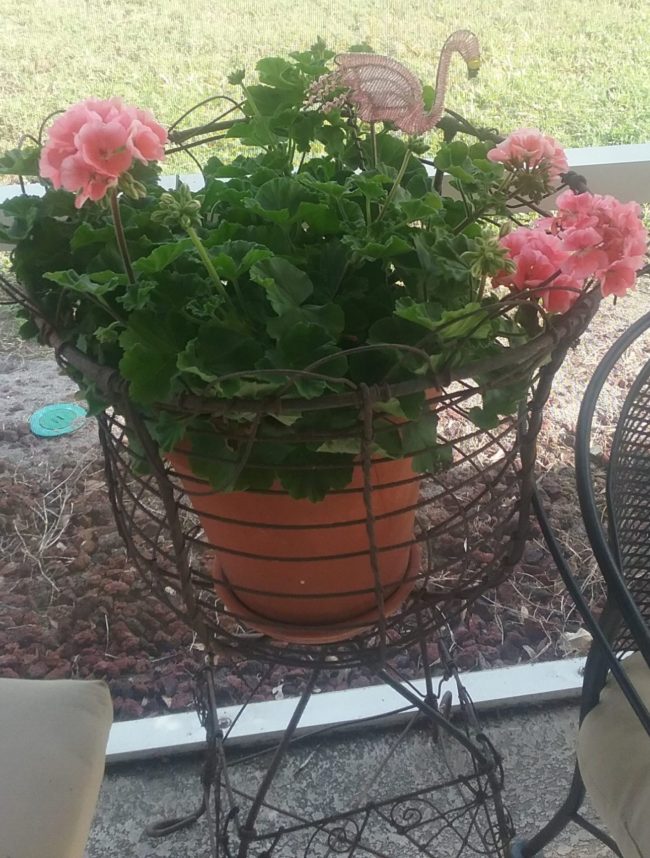 antique wire basket with pink geraniums