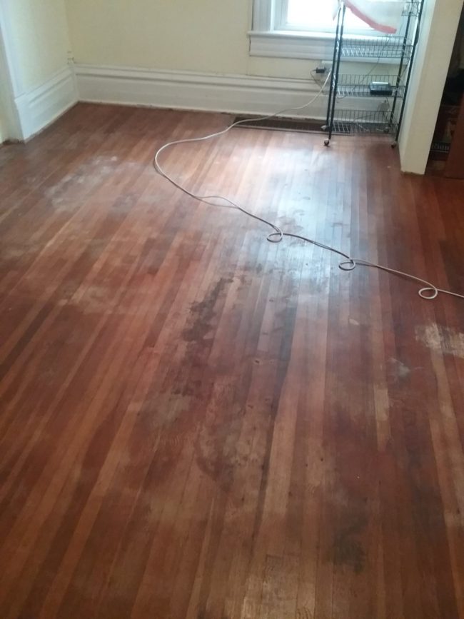 getting ready to clean newly exposed hardwood floors