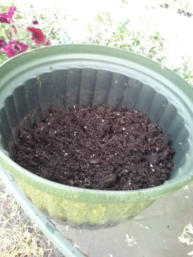 potting soil in patio pot