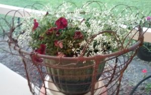 Diamond Frost & petunias in a wire basket
