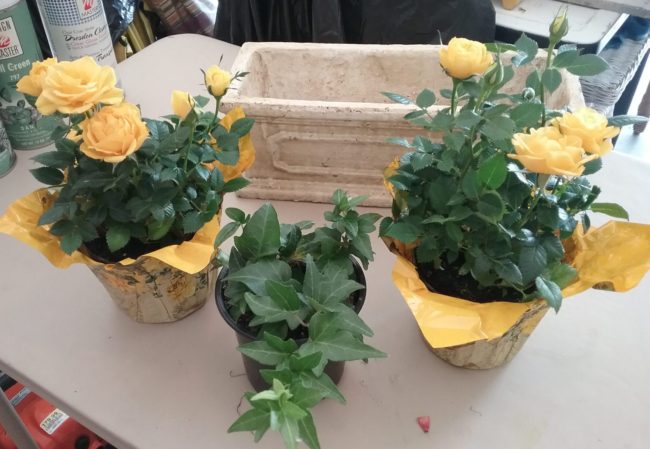 yellow roses & ivy plant for European dish garden