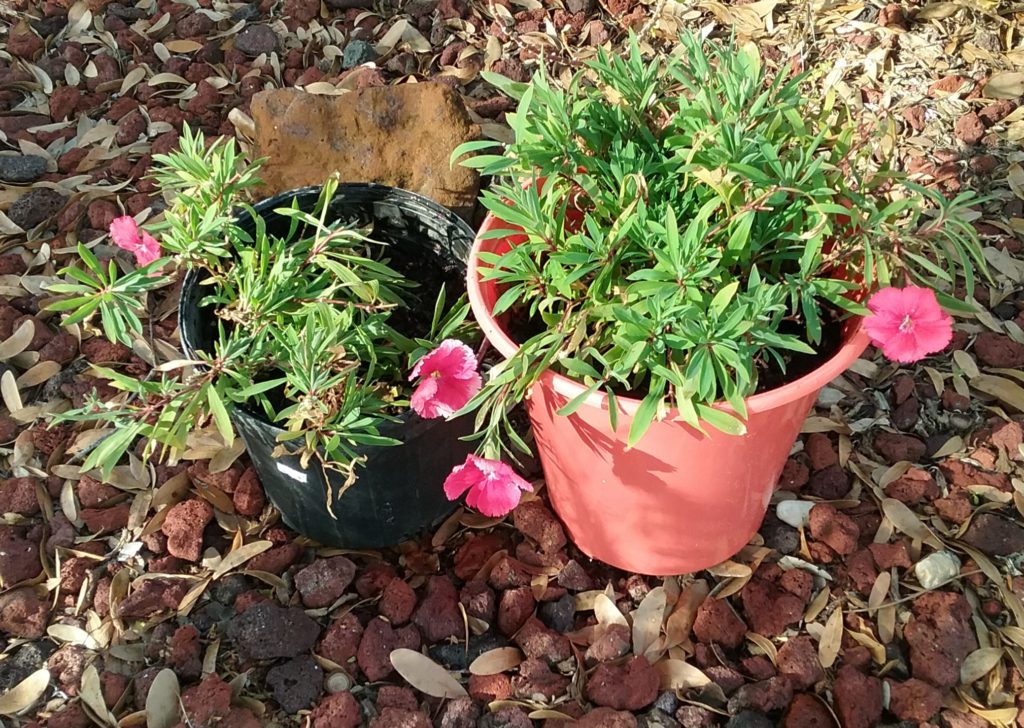 Divided and repotted Dianthus