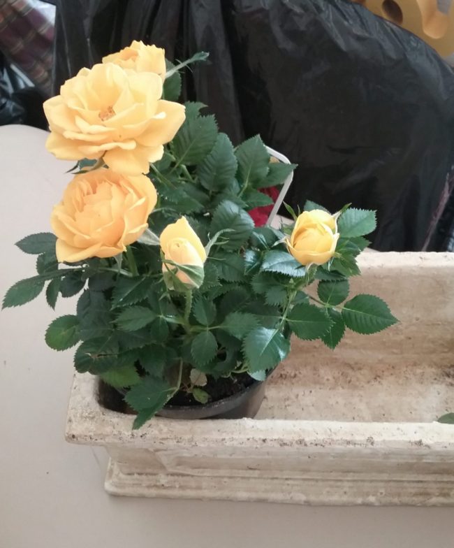 Yellow roses in a planter step 2