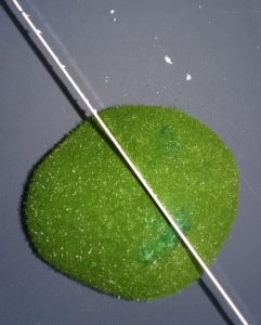 Cut moss ball in half with knife