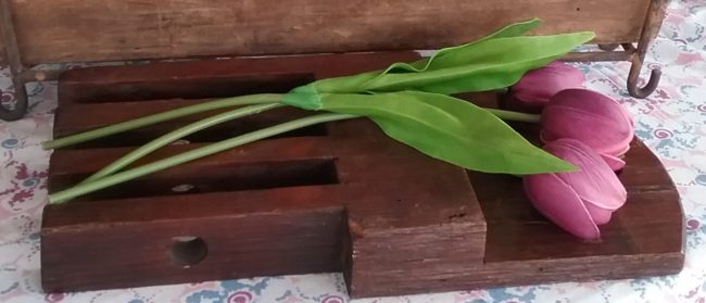 "peace" tulip planted in sugarmold
