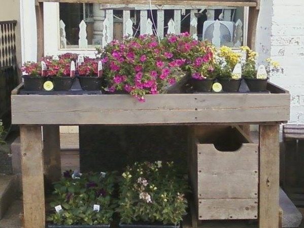 Cold Tolerant Annuals For Spring Planting!