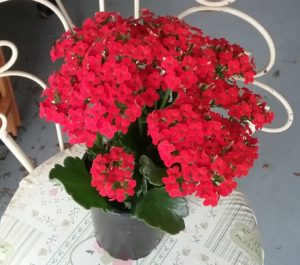 Red Kalanchoe in a 4 in pot