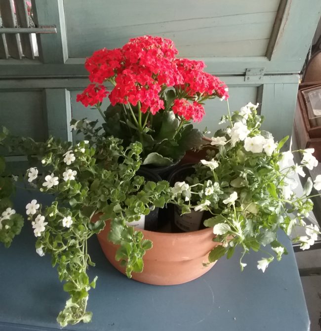 Red kalanchoe, white viola & bacopa in pot