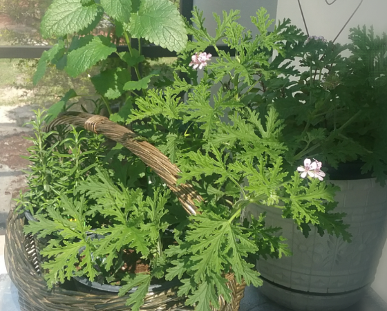 Grow An Herb Garden In a Basket