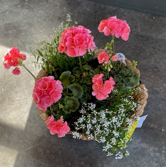 Salmom pink geraniums in a basket