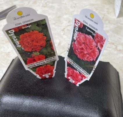 tags for zonal geraniums