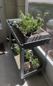 gray metal cart with plants
