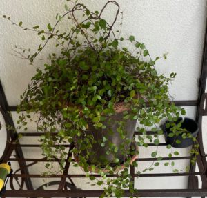 angel vine plant with rustic heart accent
