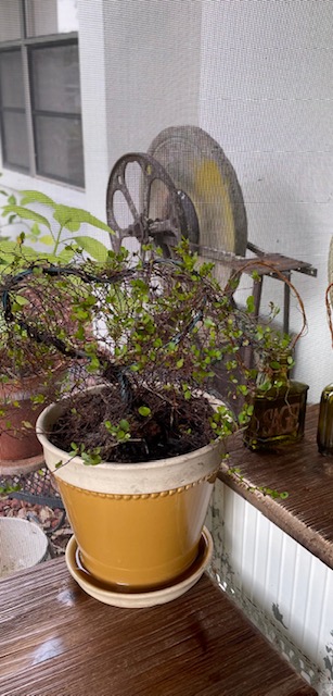 Angel vine heart topiary