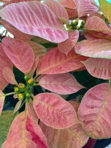Pinky Peach Gingerbread colored Poinsettia