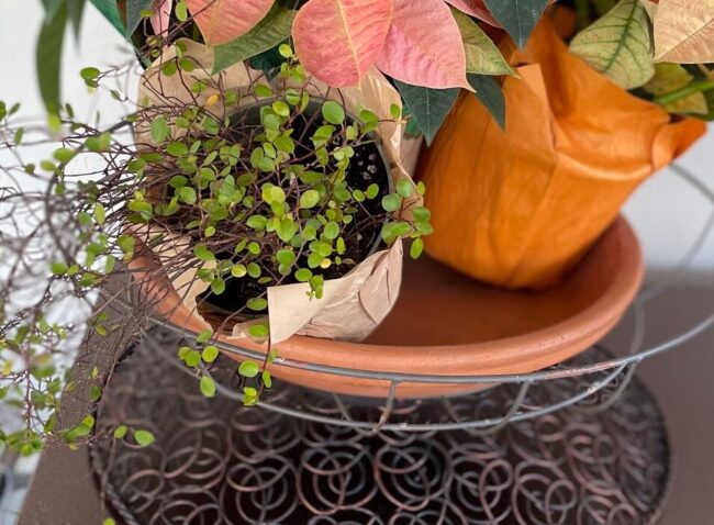 Peachy Pink Poinsettias