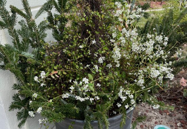 Refresh Your Porch Planters for the Holidays