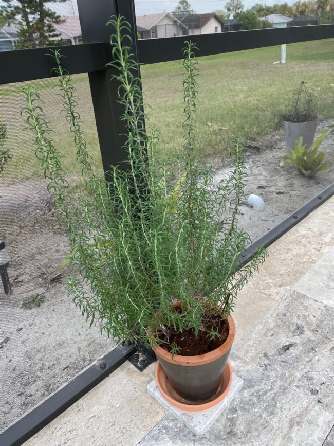 rosemary in a terra cotta pot