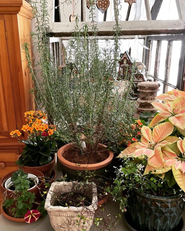 potted plants brought inside from the cold