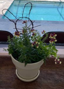 pot of cold tolerant nemesia accented by a rustic wire bunny