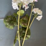 three stem bunch of white geraniums