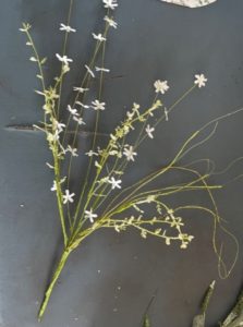 stem of wispy white flowers