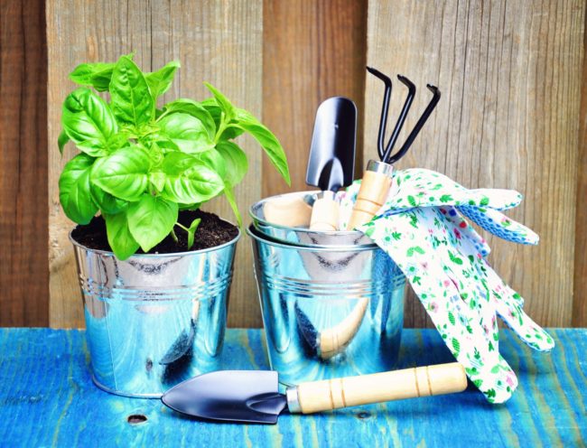metal pots with basil, gloves and tools