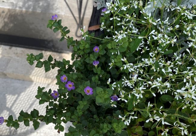 Container planting with dwarf morning glory and Diamond Snow euphorbia spilling softly over the edges, showing blue and white blooms in bright natural light.