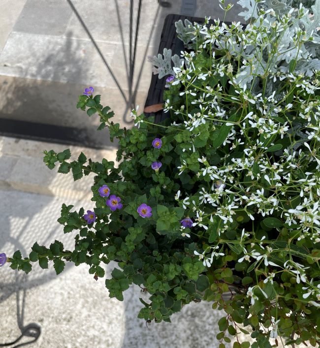 Container planting with dwarf morning glory and Diamond Snow euphorbia spilling softly over the edges, showing blue and white blooms in bright natural light.