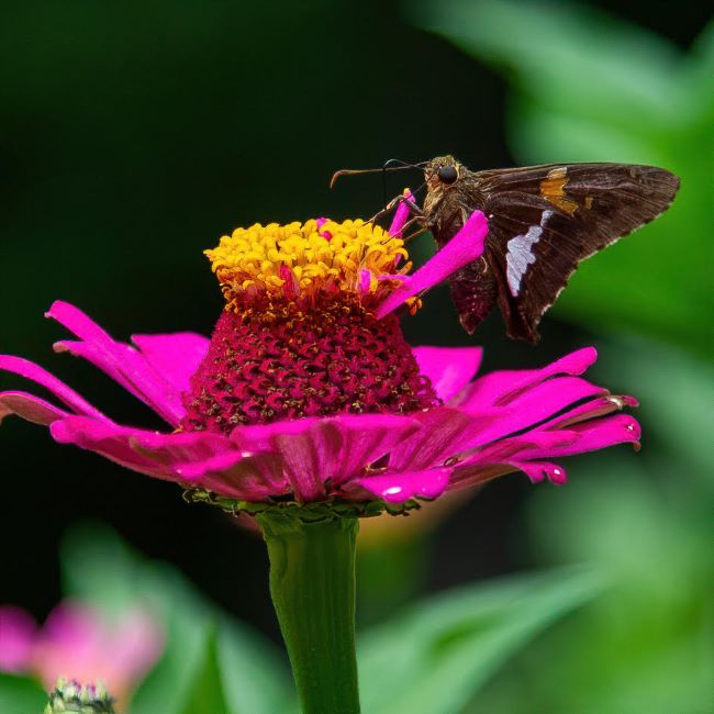 pink zinnia with a butterfly