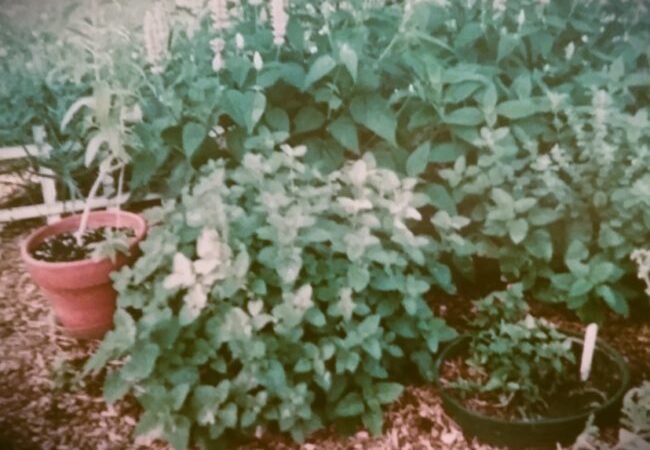 Garden of Tasty Delights