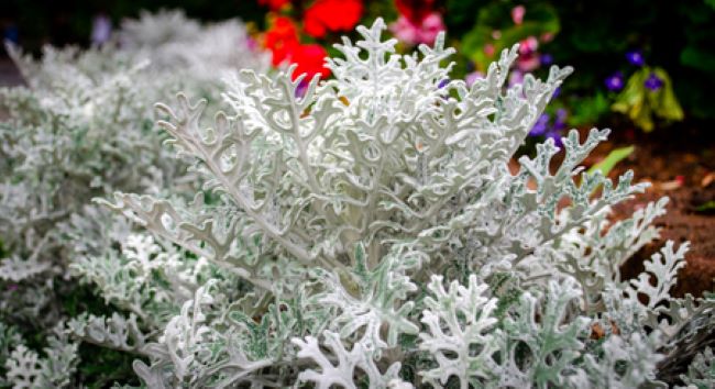 close up of dusty miller