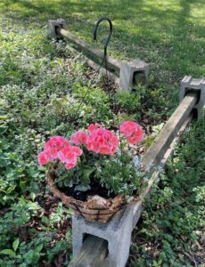 hanging basket with pink geraniums