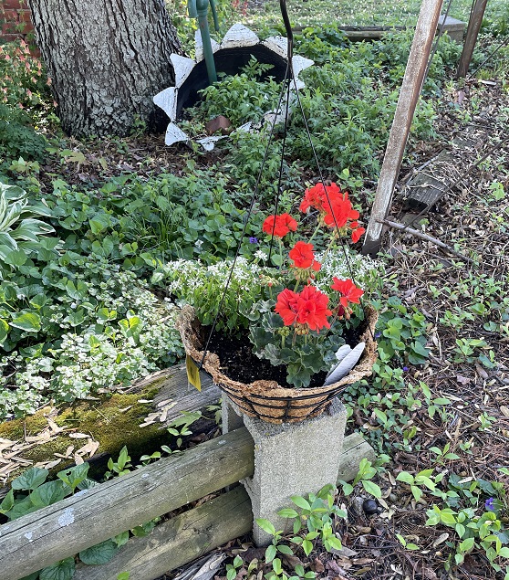 hanging basket planted with red geraniums