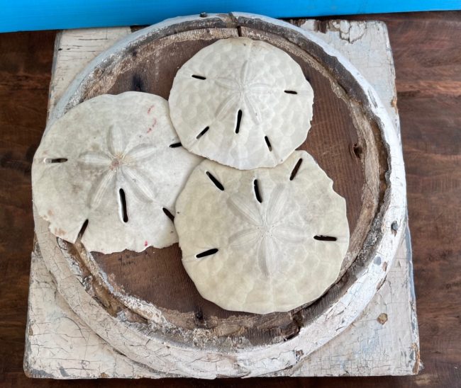 trio of sand dollars on an old wooden piece