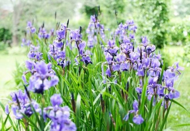 Tips For Growing Beautiful Purple Iris