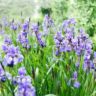 Purple Iris growing in a garden