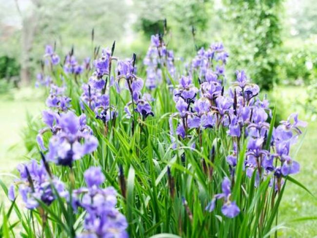 Purple Iris growing in a garden