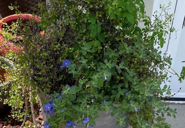 Simple Summer Container Garden Makeover