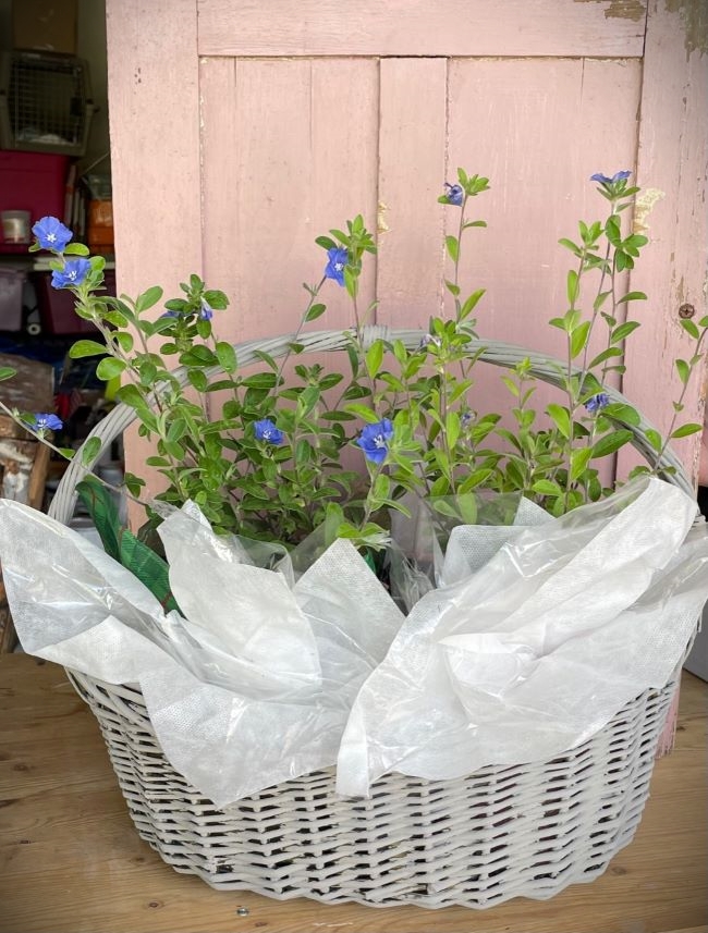 blue flowering plants in chalk painted basket