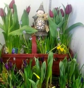 garden gnome hiding in tulips