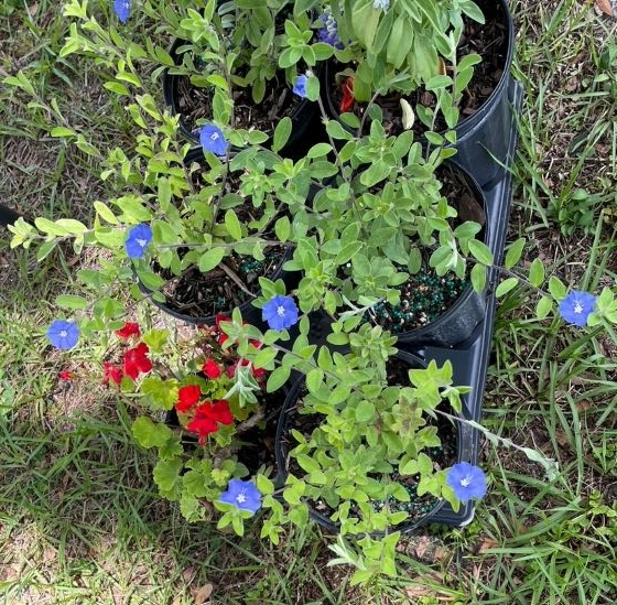 blue Evolvulus and red geranium