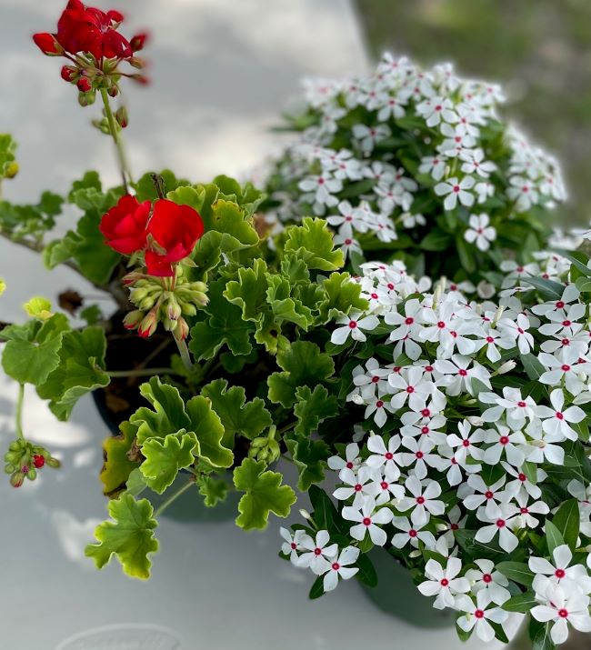 White peppermint vinca and red geranium