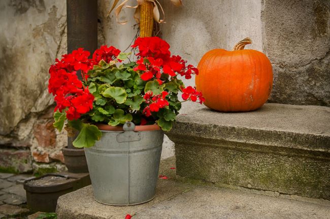pot of red geraniums with pumpkin on step