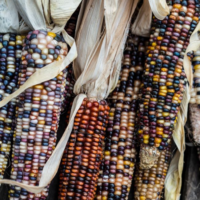 ears of Indian corn