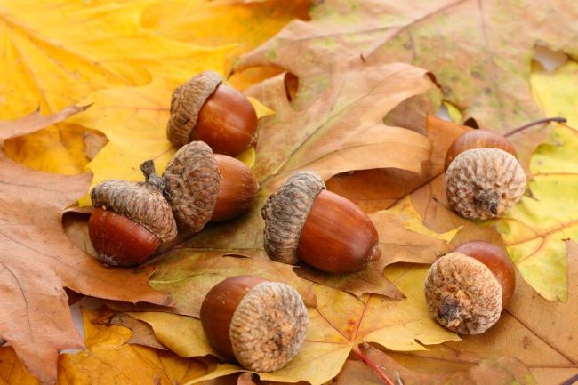 fall leaves & acorns