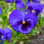deep blue pansies growing directly in the ground