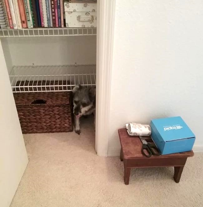 small dog hiding under a shelf in a closet