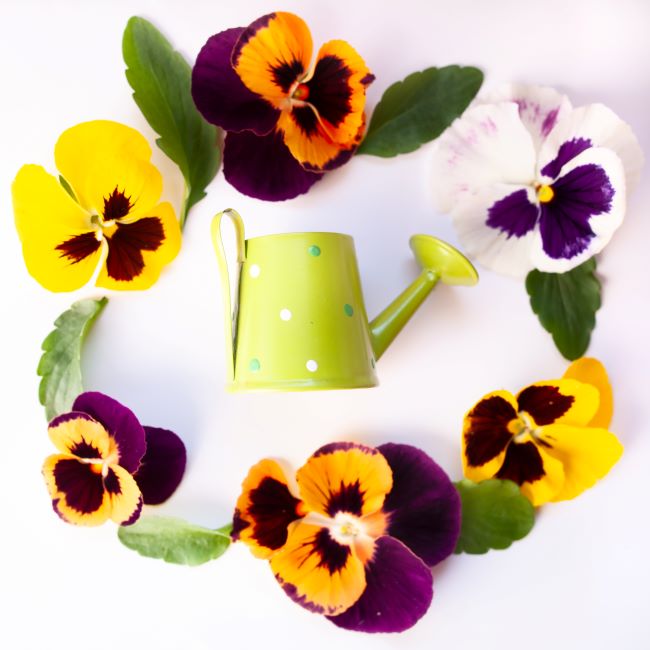 circle made of pansy flowers surrounding a lime green watering can